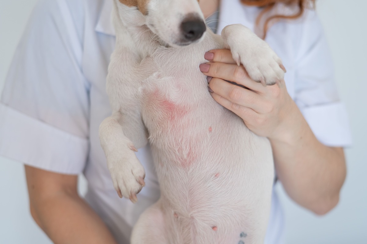 アレルギー性皮膚炎は犬の保険で補償対象となることが多い