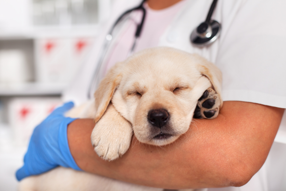 動物病院を変えてもペット保険の手続きや乗り換えは必要ない