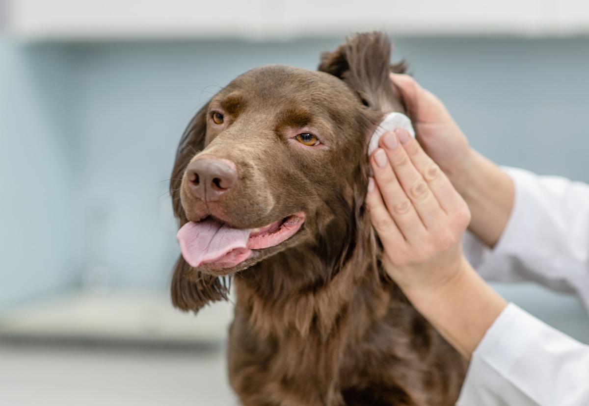 犬のアレルギーを調べる4つの検査