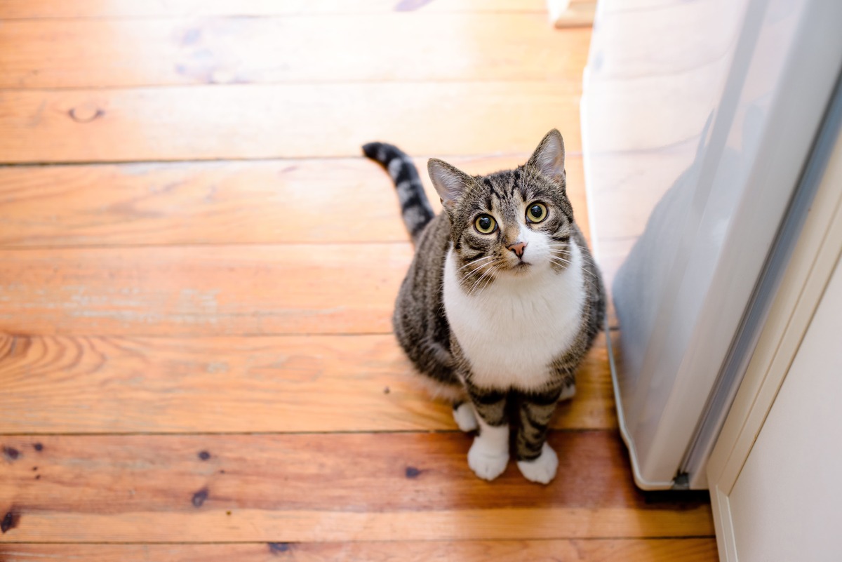 猫のペット保険選びの比較ポイント