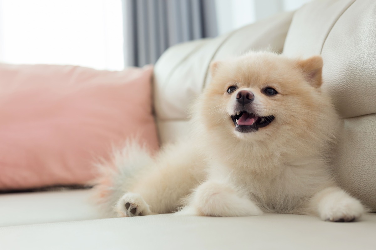 アレルギーになりやすい犬のペット保険を選ぶコツ