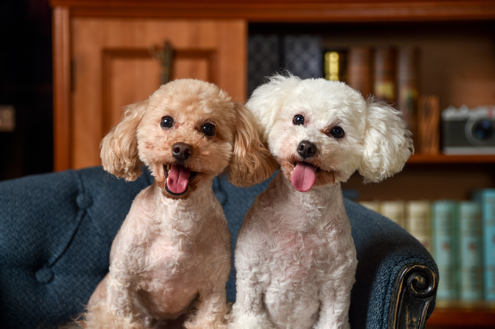 【犬の図鑑】人気犬種から珍しい犬まで！犬の種類一覧