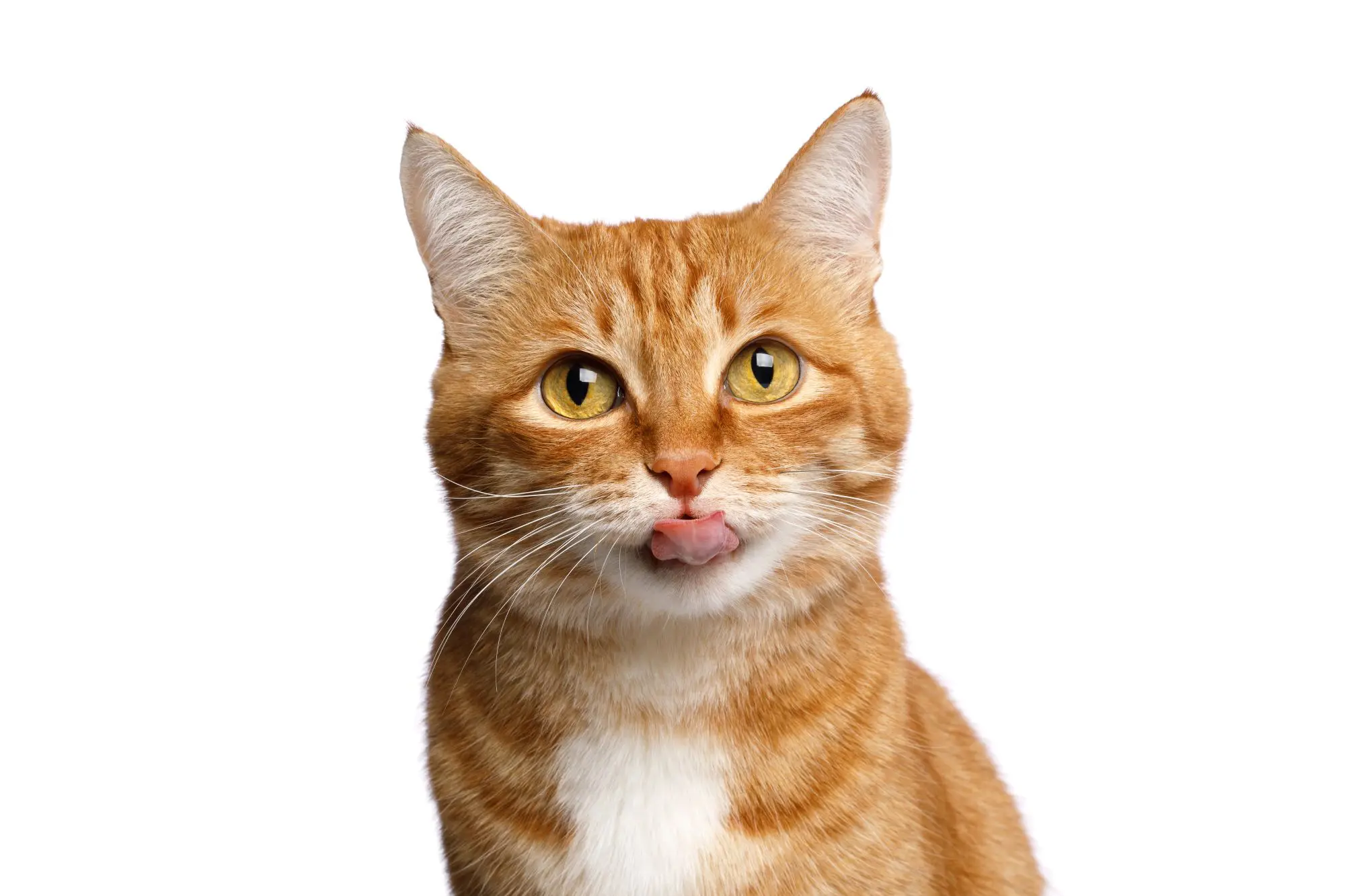 猫 舌 を 出す