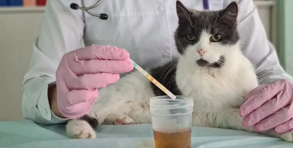 獣医師監修】猫のおしっこ事情を解説！これって普通なの