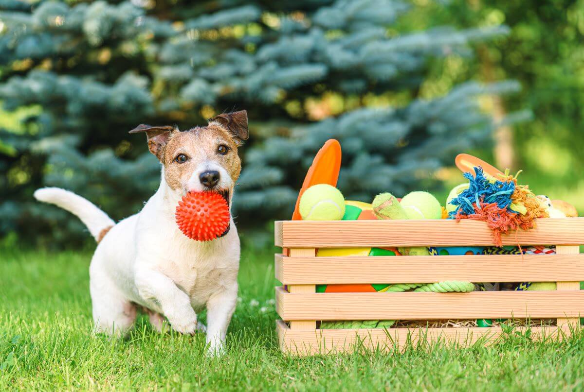 子犬におもちゃを与える飼い主さんは87.5％！選び方や使い方を紹介