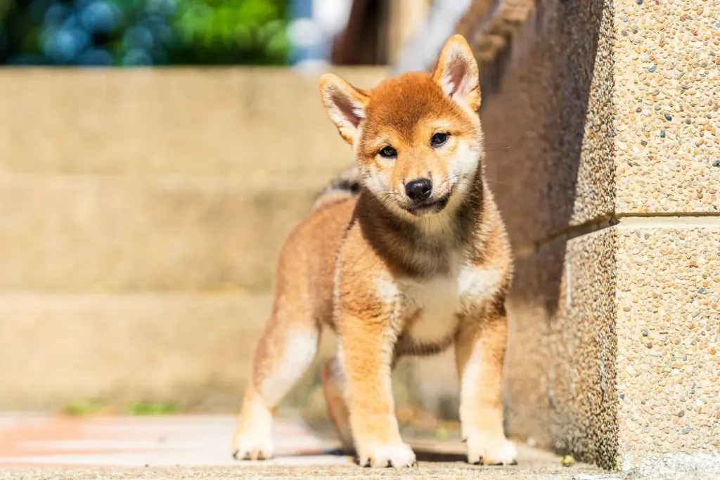 おしゃれな犬の名前をつけよう！和風・洋風・見た目の特徴など 