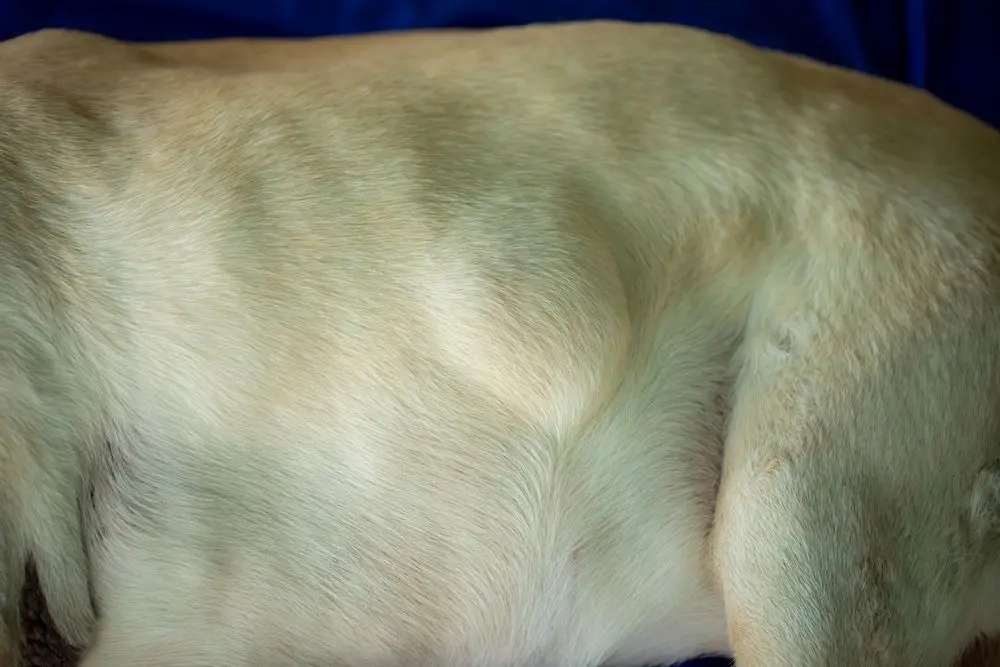 獣医師監修】愛犬の皮膚にできものを発見！考えられる病気と対処法