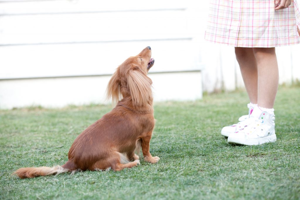 ミニチュア・ダックスフンドを飼うときのポイント