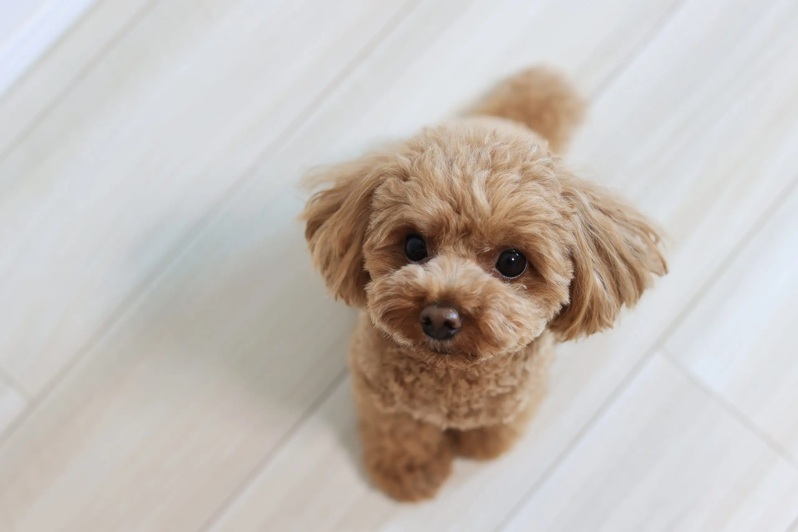 トイ・プードルのおすすめペット保険は？なりやすい病気と選び方を解説 | ペットニュースストレージ(ペット保険のペット&ファミリー損保)