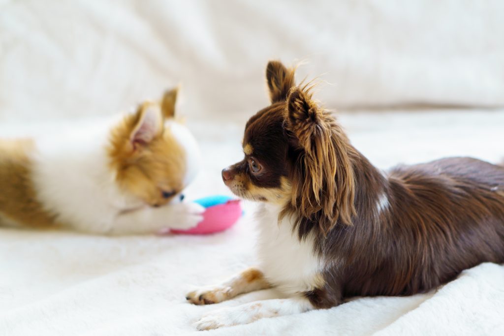 【加入前に確認】犬のペット保険に加入できない主な病気