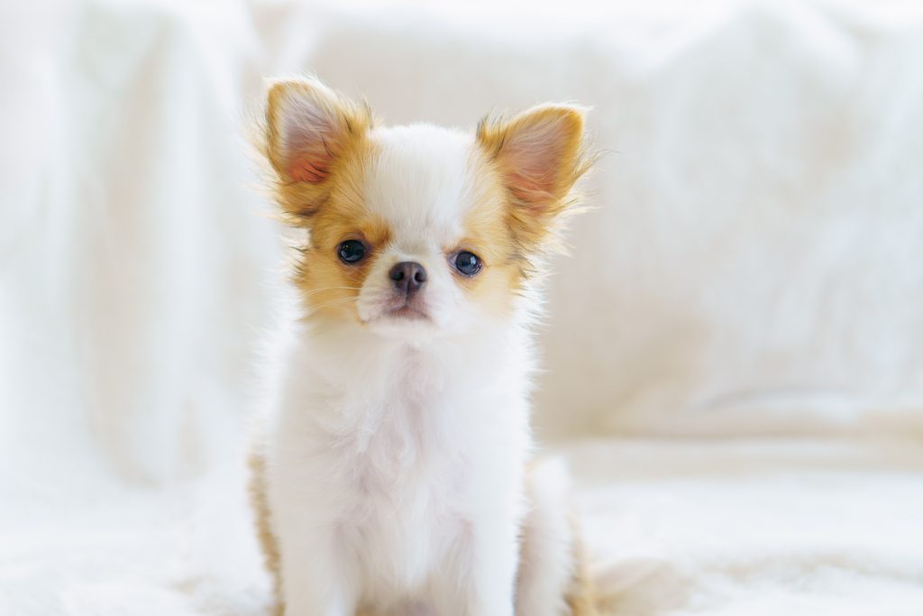 持病持ちの犬がペット保険に加入する際の注意点