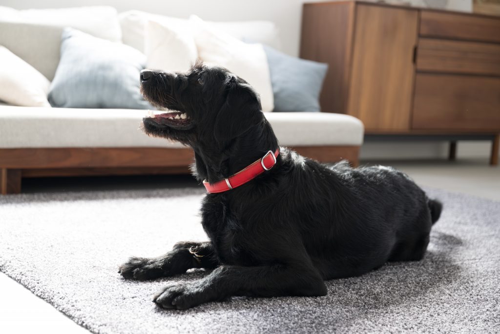 持病持ちの犬がペット保険に加入する際によくある質問