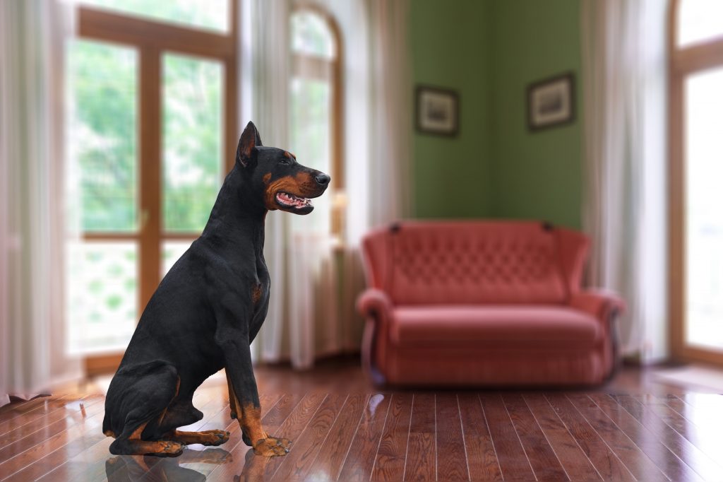 犬のペット保険は加入前の病気や持病持ちでも入れる？