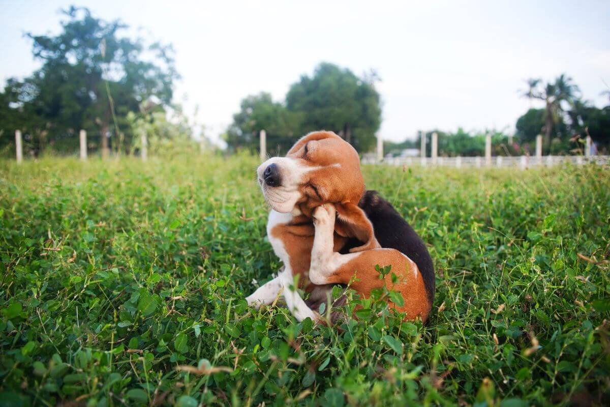 【獣医師監修】犬も虫刺されに注意！危険な虫と刺されたときの対処法