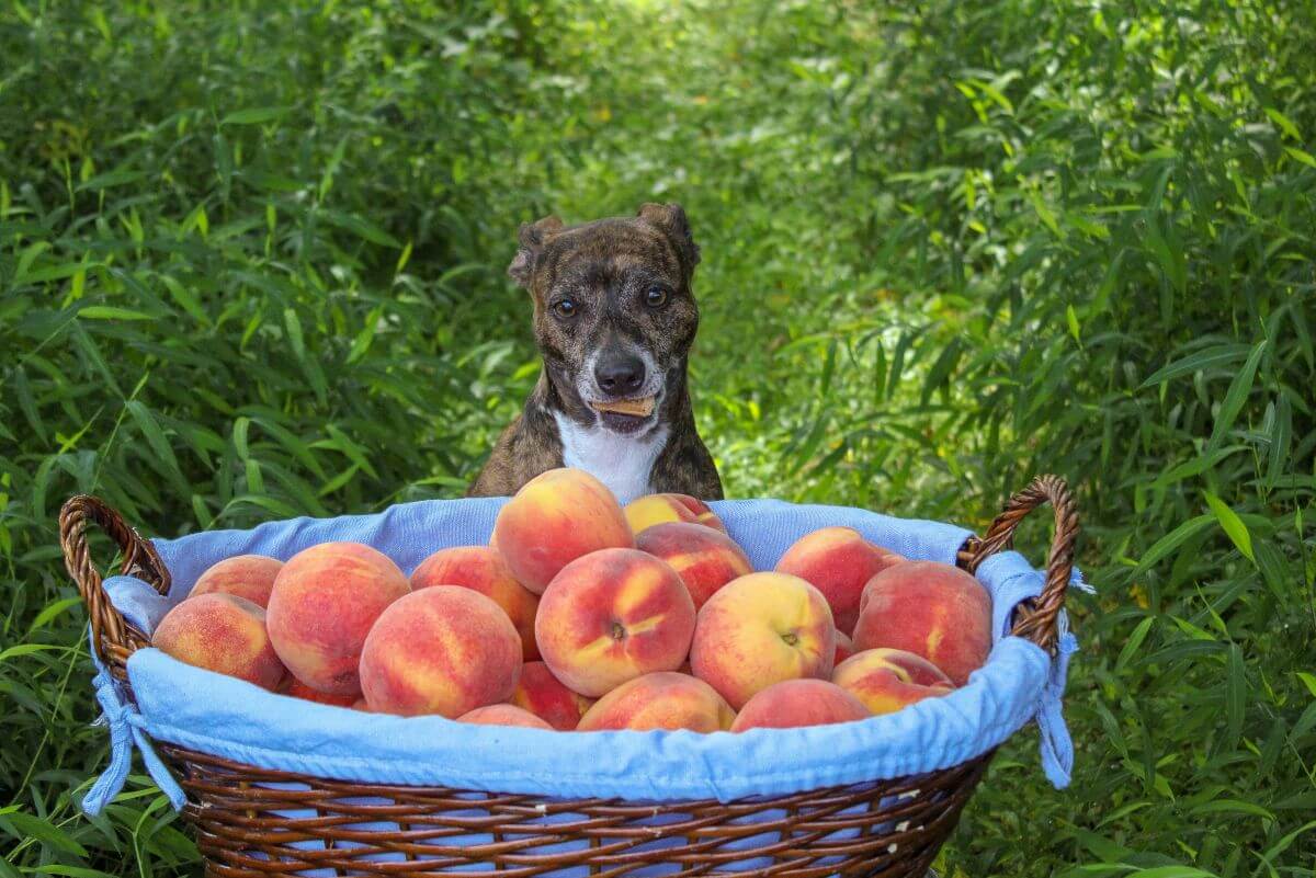 【獣医師監修】犬は桃を食べても大丈夫！与え方や食べてもいい量を解説