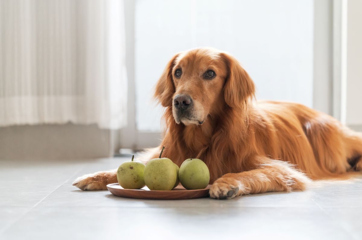 【獣医師監修】犬は梨を食べても大丈夫！与え方や食べてもいい量を解説