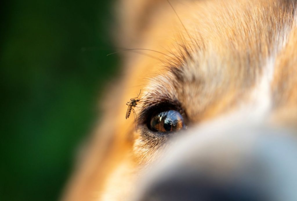 【獣医師監修】犬が蚊に刺されるとどうなるの？症状や対処法を解説
