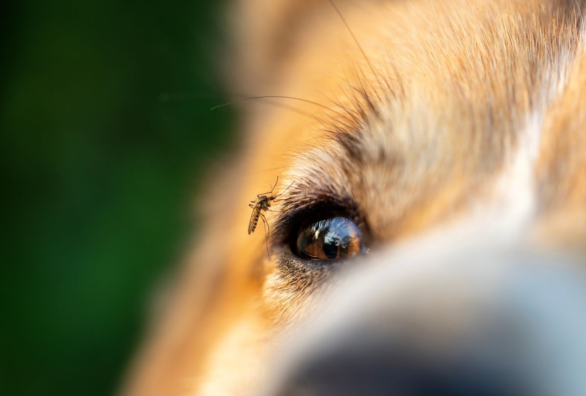 【獣医師監修】犬が蚊に刺されるとどうなるの？症状や対処法を解説