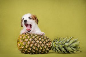 【獣医師監修】犬はパイナップルを食べても大丈夫！与え方や食べてもいい量を解説
