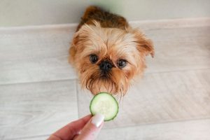 【獣医師監修】犬はきゅうりを食べても大丈夫！与え方や食べてもいい量を解説