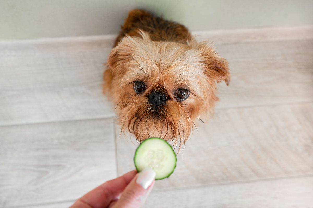 【獣医師監修】犬はきゅうりを食べても大丈夫！与え方や食べてもいい量を解説