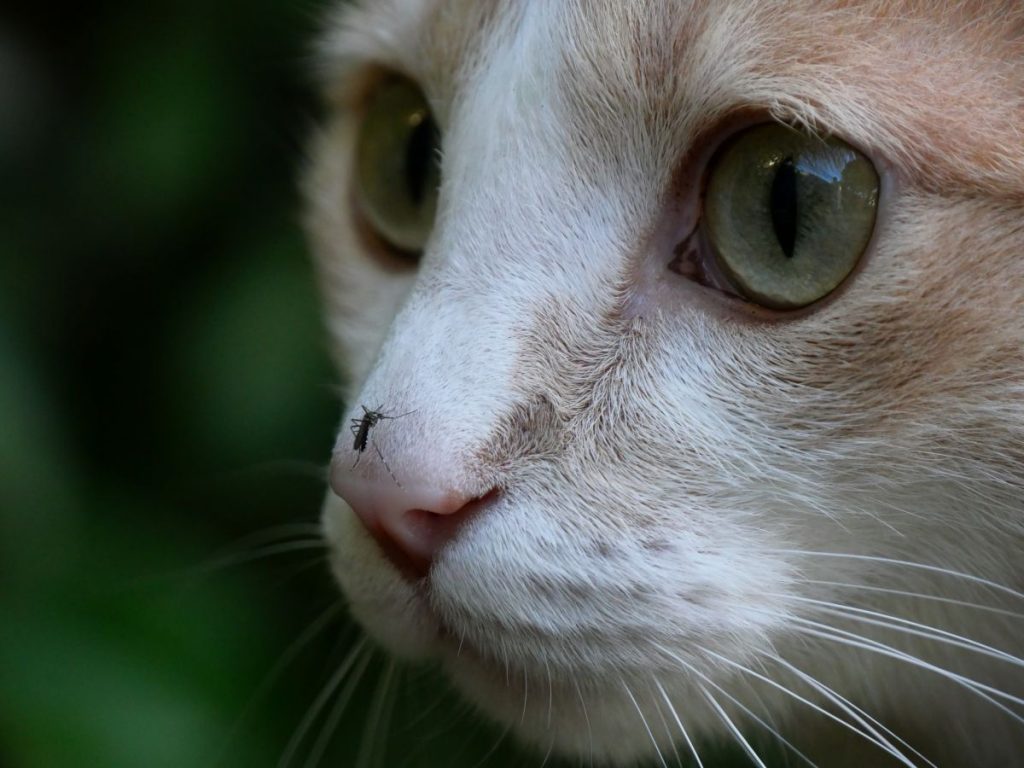 【獣医師監修】猫が蚊に刺されるとどうなる？症状や室内飼いの猫にも必要な予防策