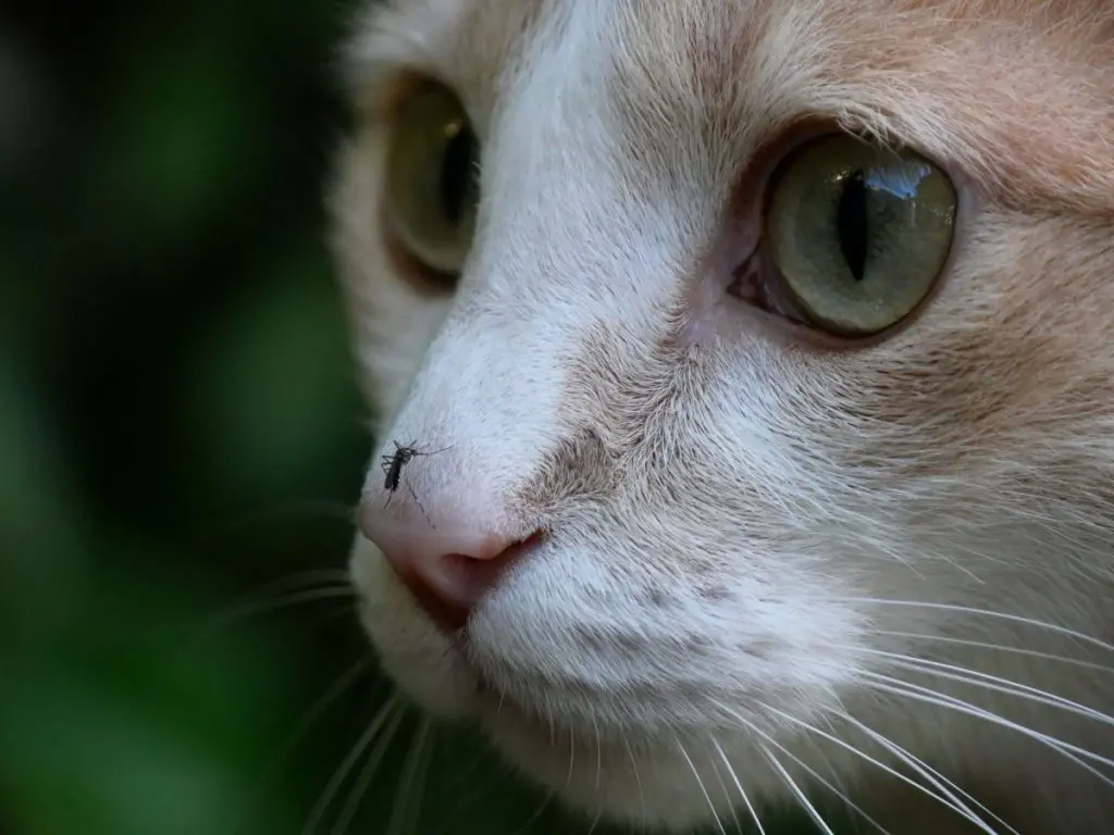 猫 蚊 に 刺され る
