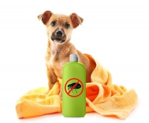 【獣医師監修】犬にノミが感染したときの症状は？見つけ方や予防法を解説