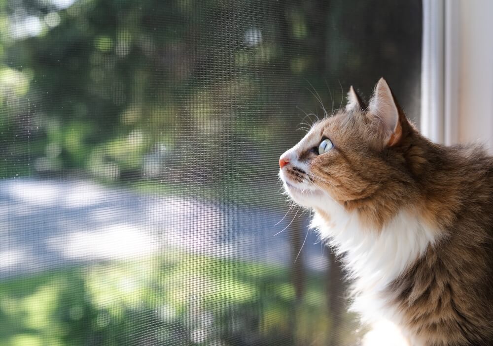 猫が蚊に刺されることを予防するのは難しい