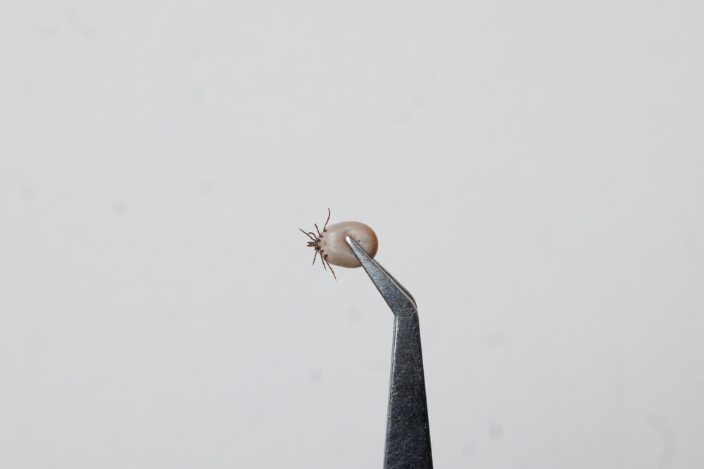 ノミとマダニの違い