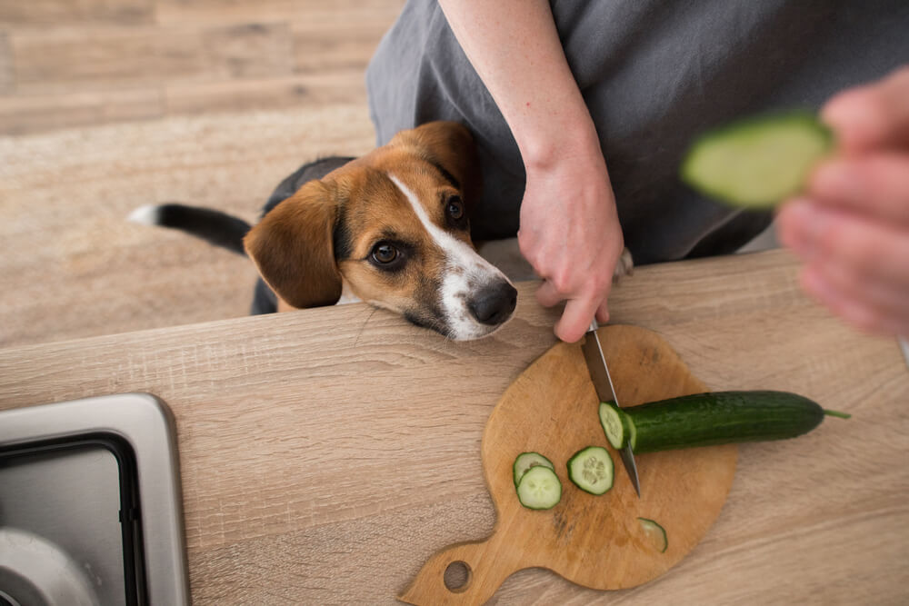 犬に与えてよいきゅうりの量