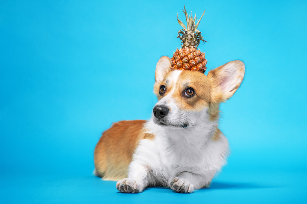 犬に与えてよいパイナップルの量