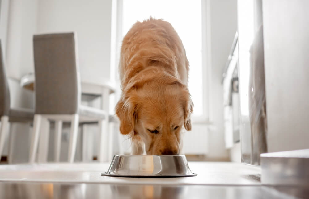 犬に与えてよい梨の量