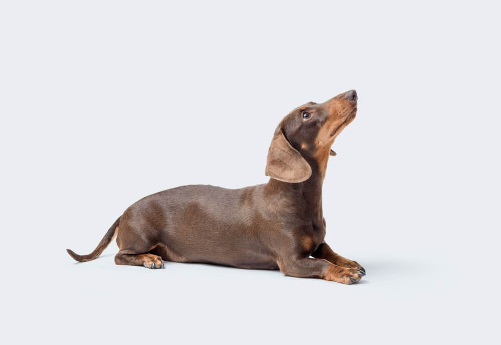 犬に与えてよい桃の量