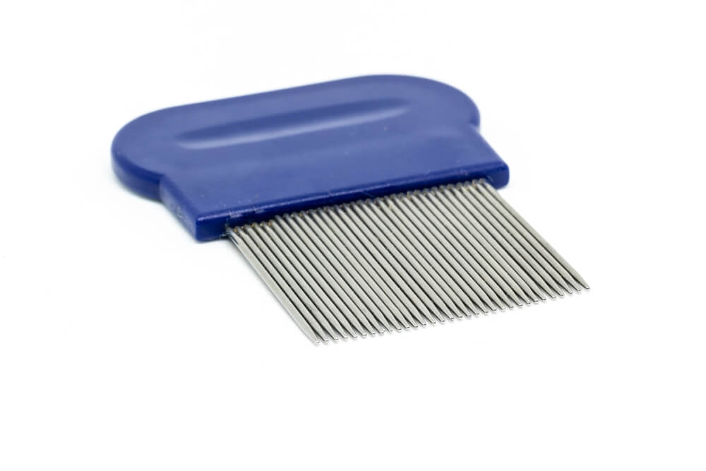 自宅でノミを見つける方法