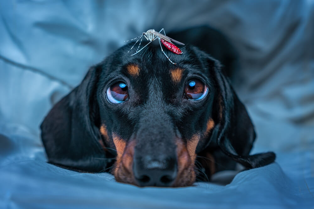 犬が蚊に刺されてフィラリア症になる確率