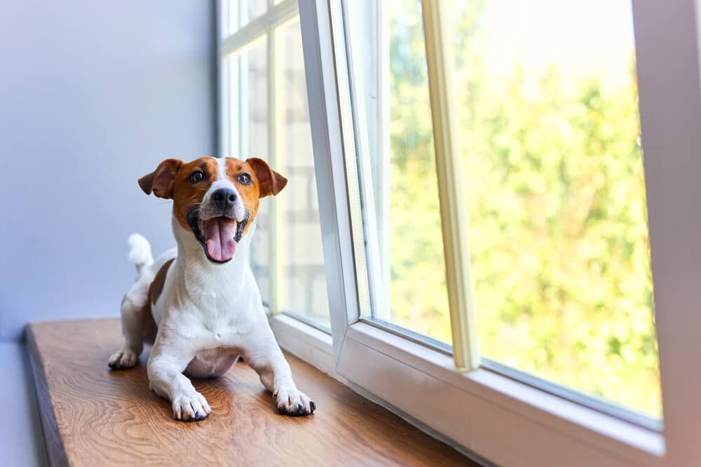 犬のおやつは適切な量をこころがけて