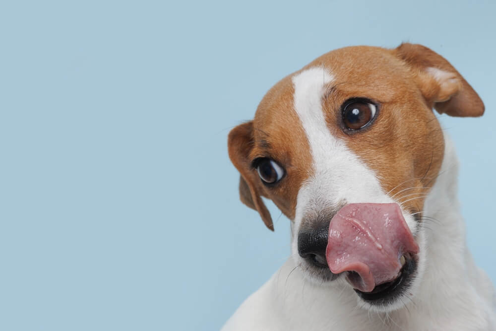 犬のおやつは適切な量をこころがけて