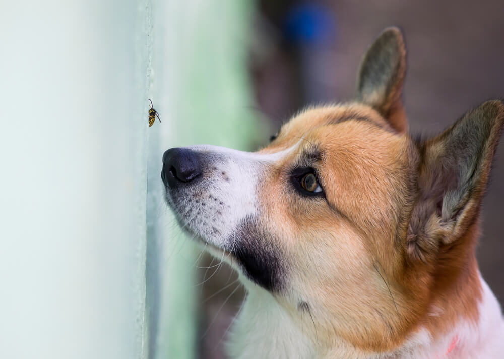犬の虫刺されQ&A
