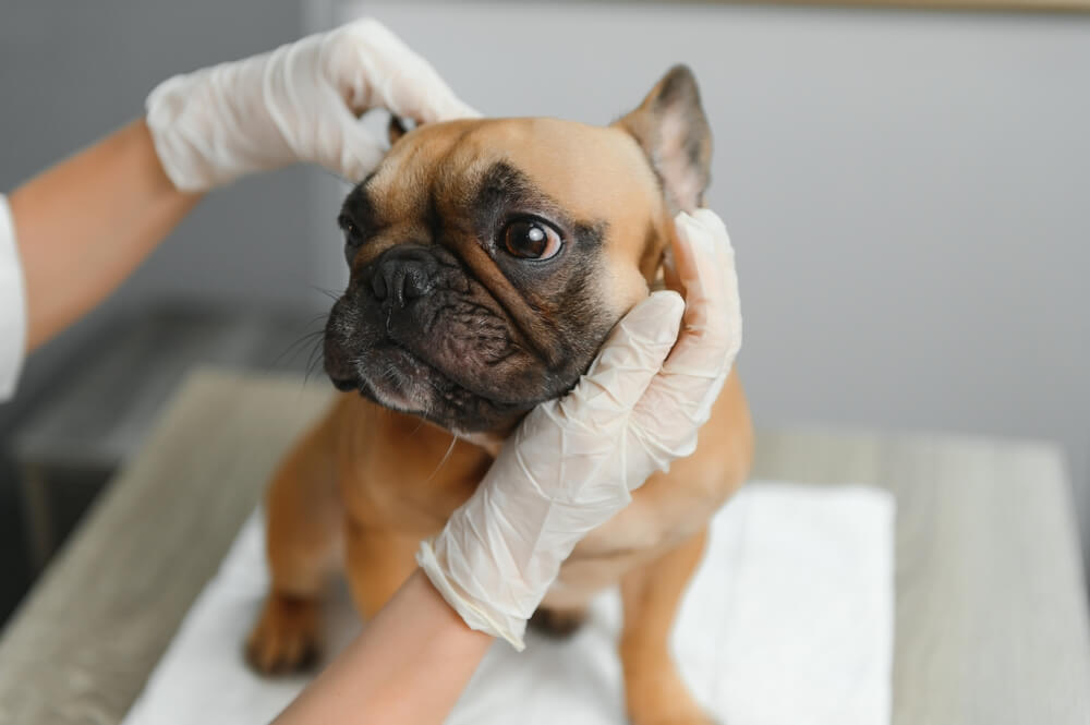 犬が蚊に刺されたときの対処法