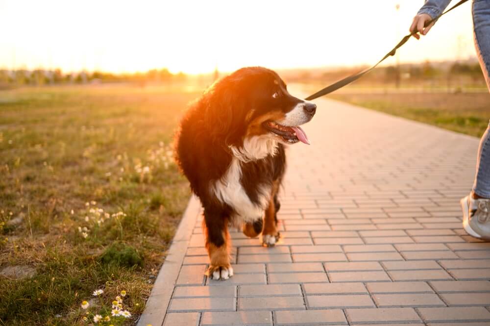 愛犬が蚊に刺されないための工夫