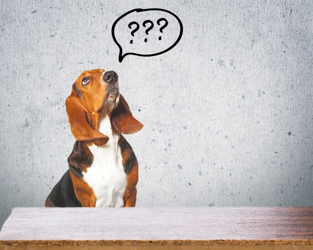 犬が蚊に刺された時のQ&A