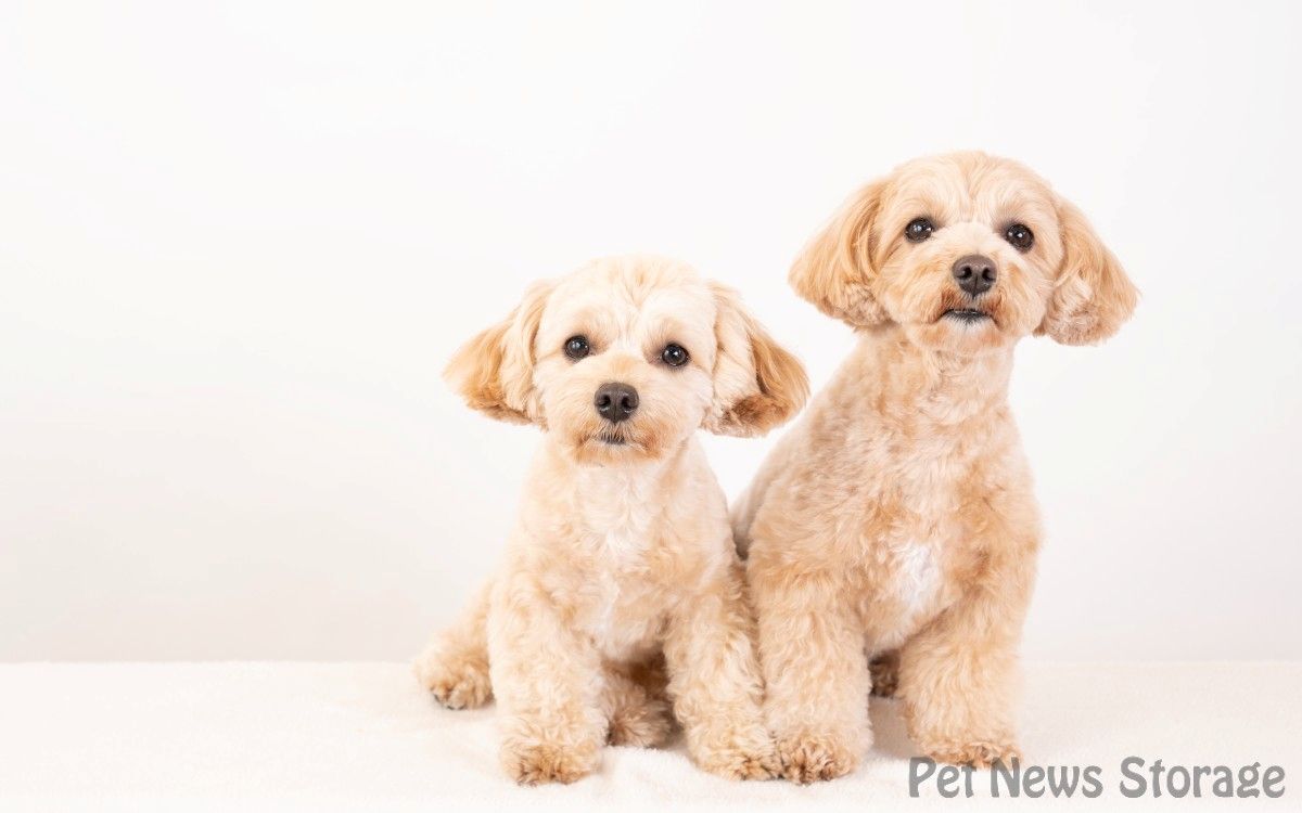 【2025年】犬の名前ランキング！人気の名前を発表