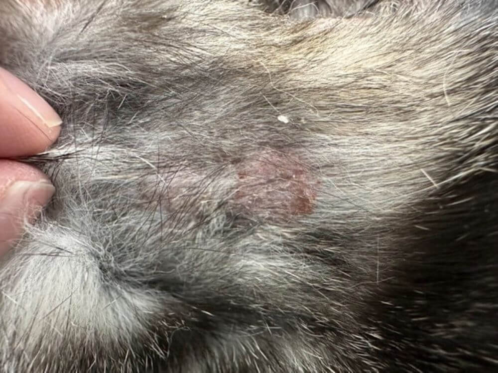 ノミアレルギー性皮膚炎 (FAD)