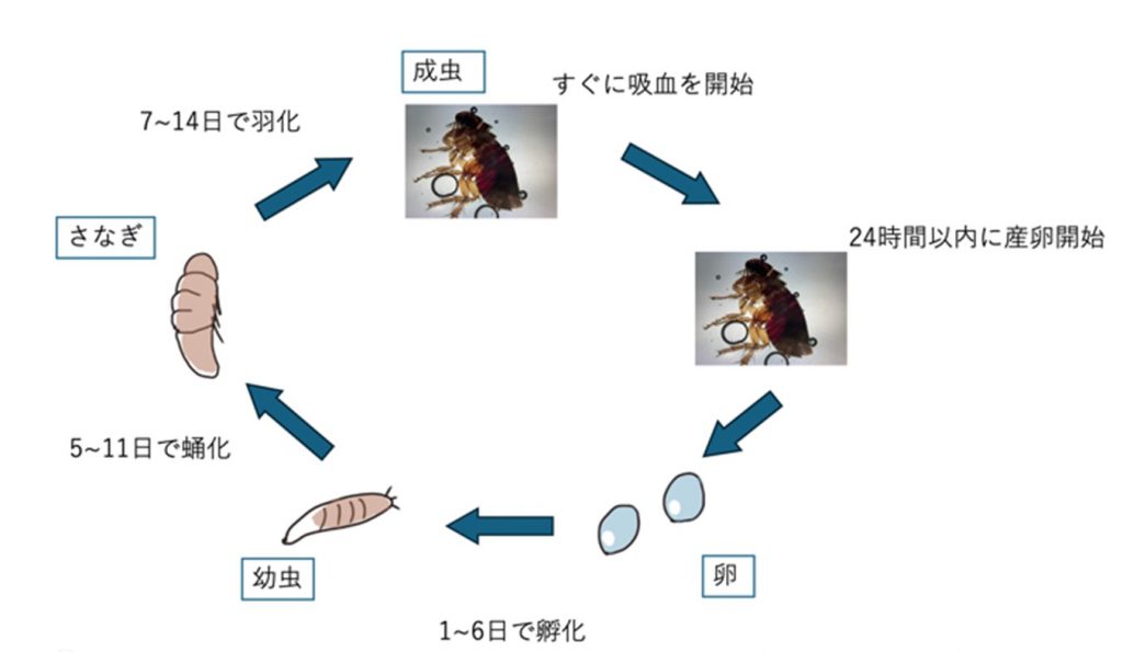予防のために、まずノミについて知ろう|ノミの一生