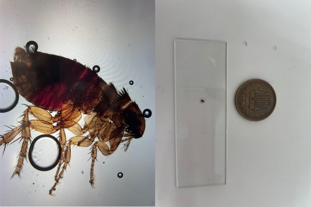 予防のために、まずノミについて知ろう|ネコノミの大きさ