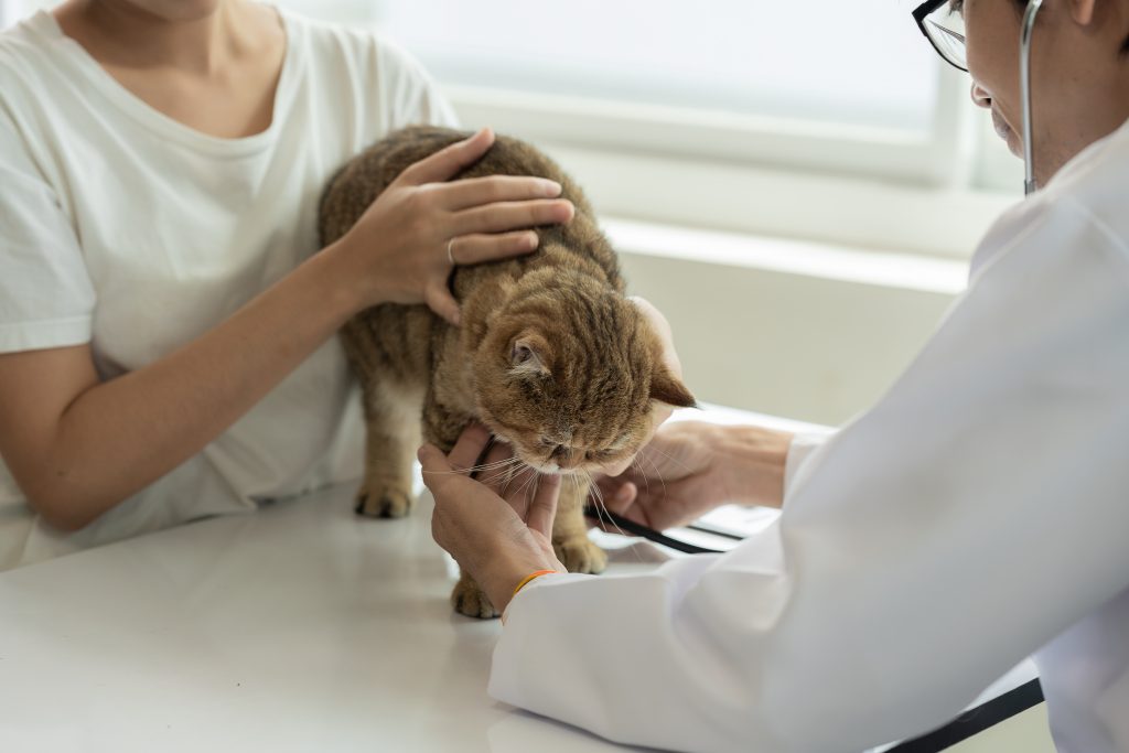 高齢(シニア)のペットこそ保険の加入が大切