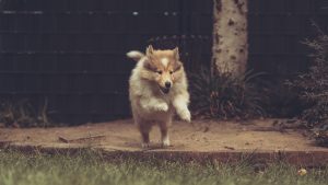 高齢（シニア）のペットでも保険に加入できる？早めの加入がおすすめの理由