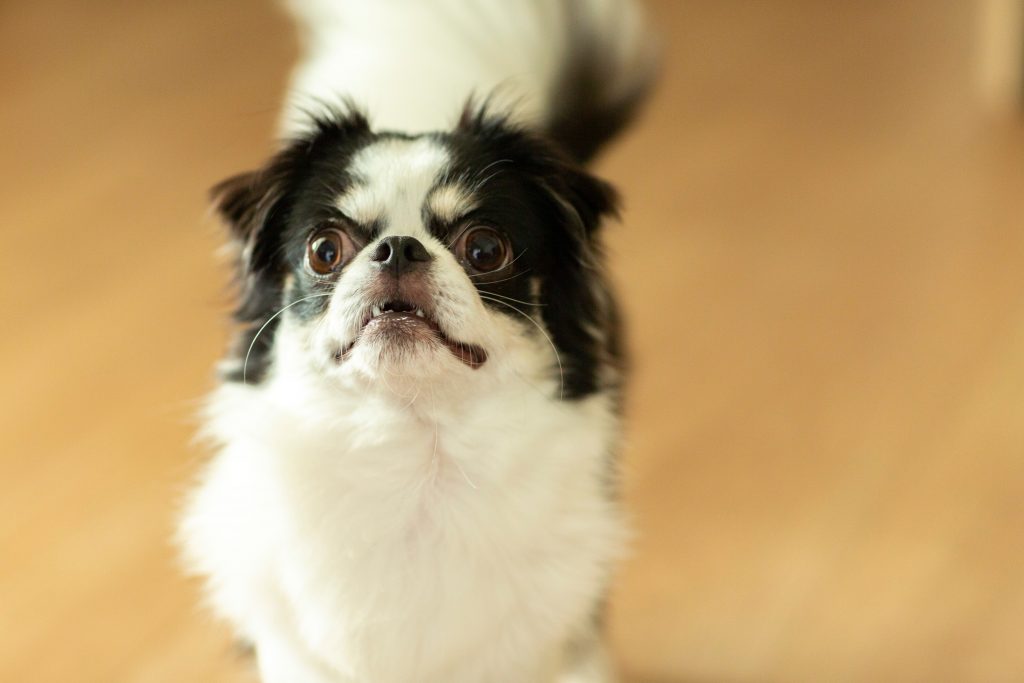 ペット保険は高齢(シニア)になる前に加入しよう