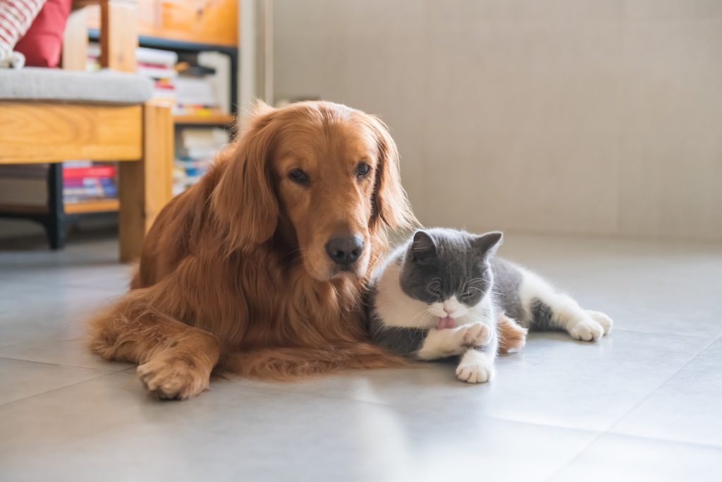【高齢（シニア）になる前に】ペット保険を選ぶ際のポイント
